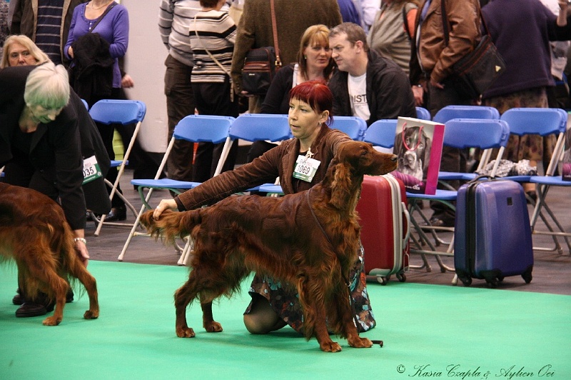 Crufts2011 456.jpg